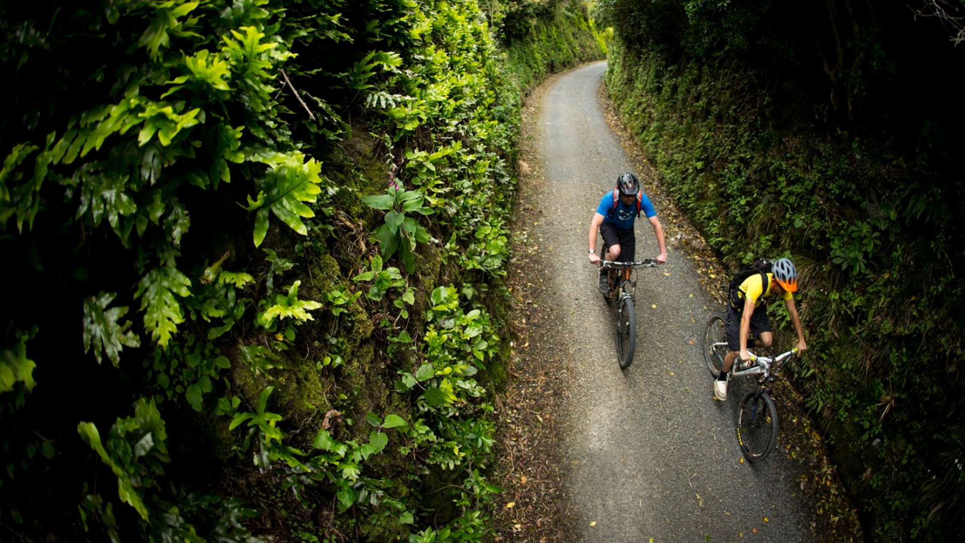 Cycle through Beautiful NZ Native Bush
